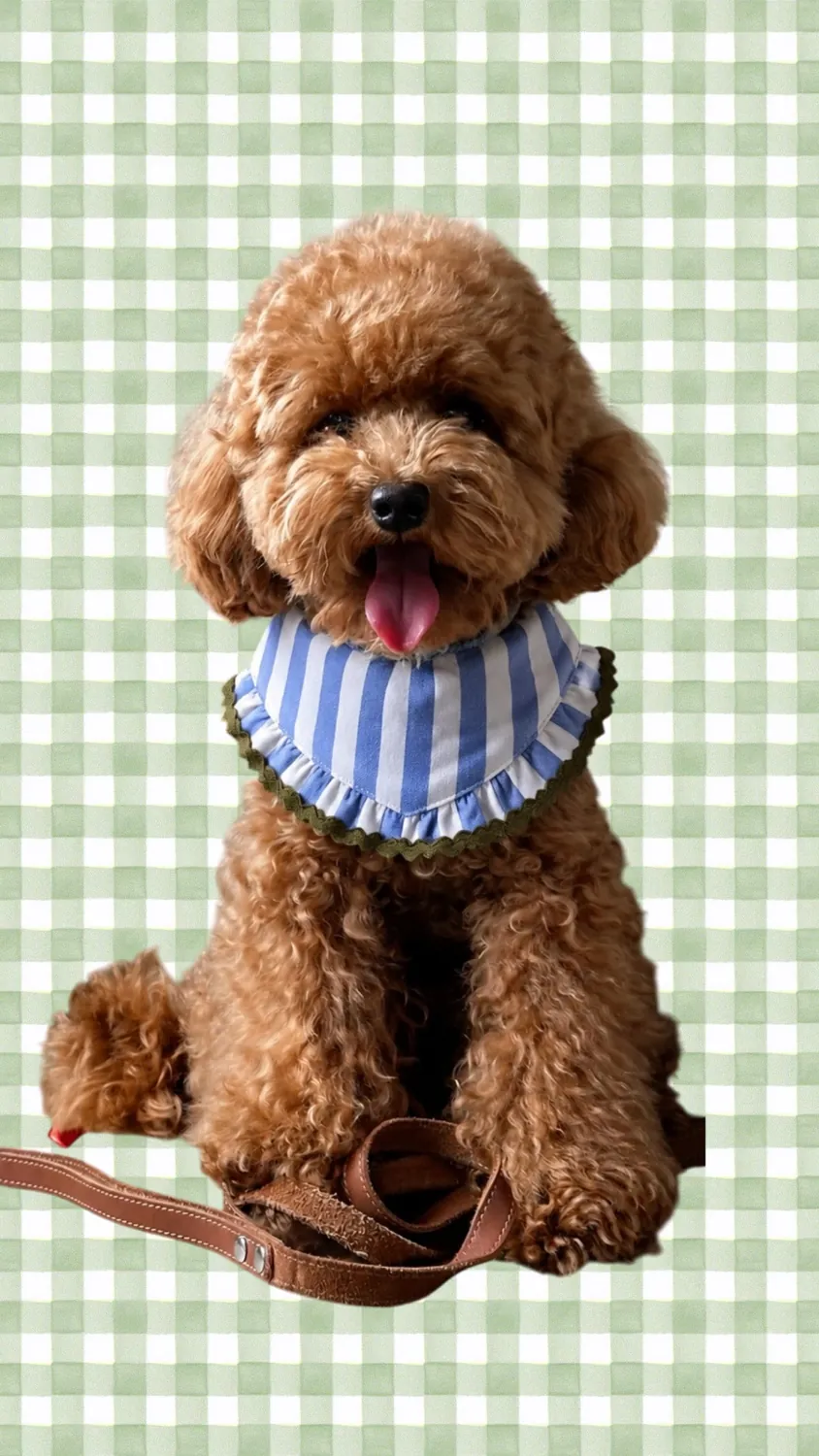 Caniche castanho com bandana às riscas azuis