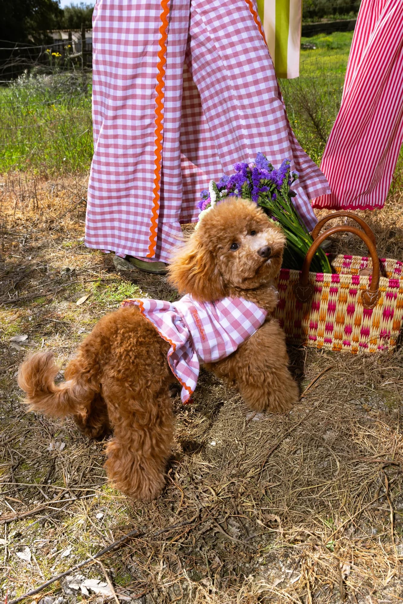 Caniche com bandana em vichy rosa ao lado de uma saia vichy e de um cesto com flores