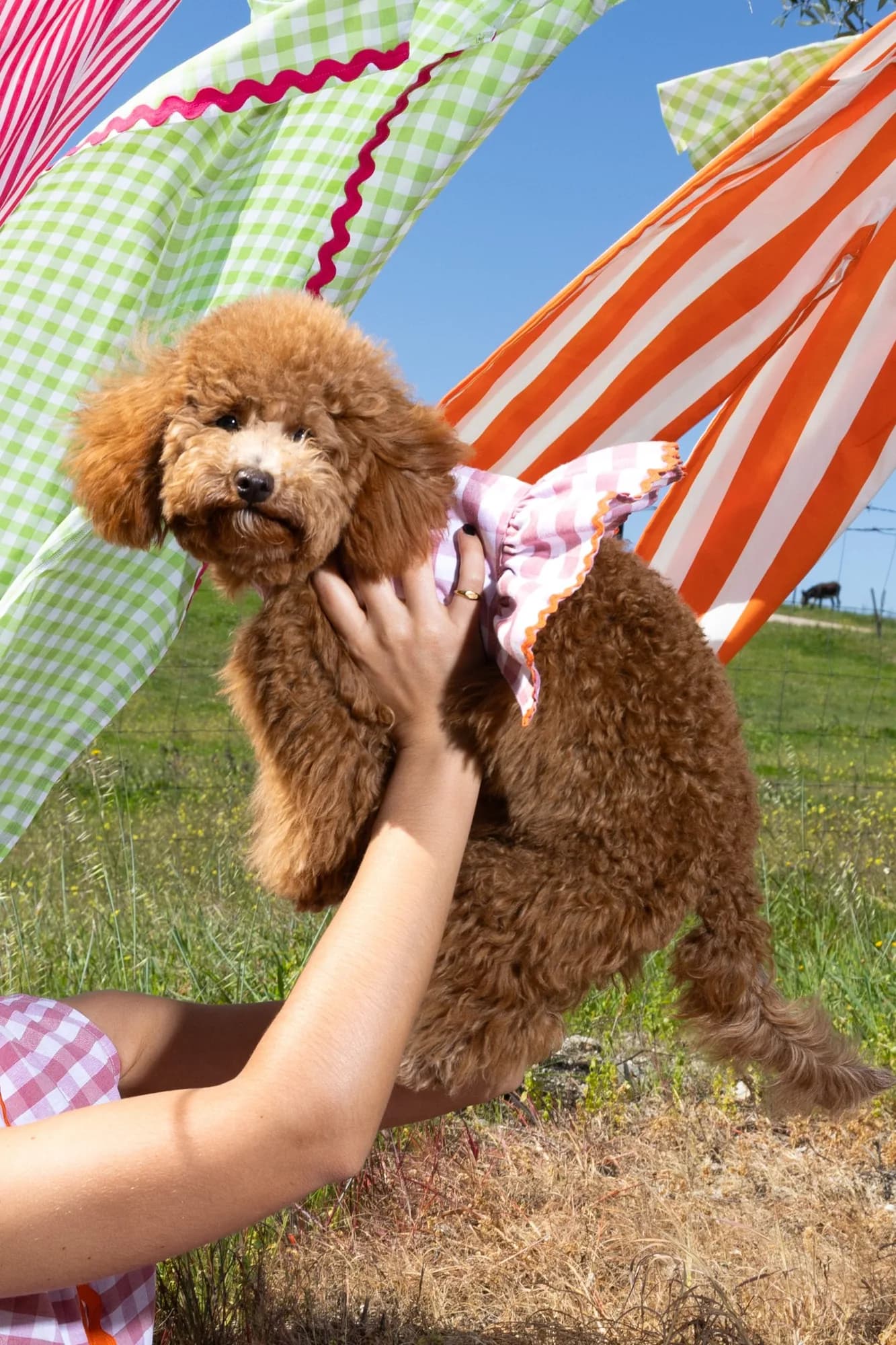 Caniche ao colo, com túnica vichy verde e riscas laranja ao fundo